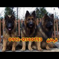 فروش بالاترین کیفیت سگ ژرمن شپرد در تهران و کرج