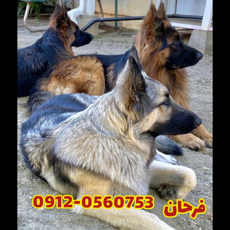 فروش بالاترین کیفیت سگ ژرمن شپرد در تهران و کرج