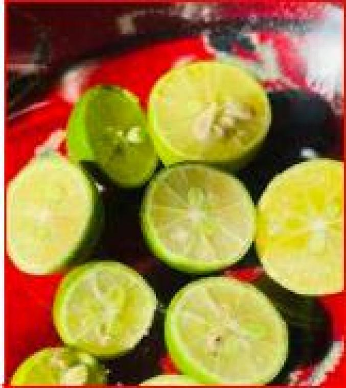 نهال لیمو ترش شیرازی میوه دار(عمانی)