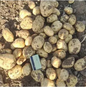 فروش سیب زمینی همدان